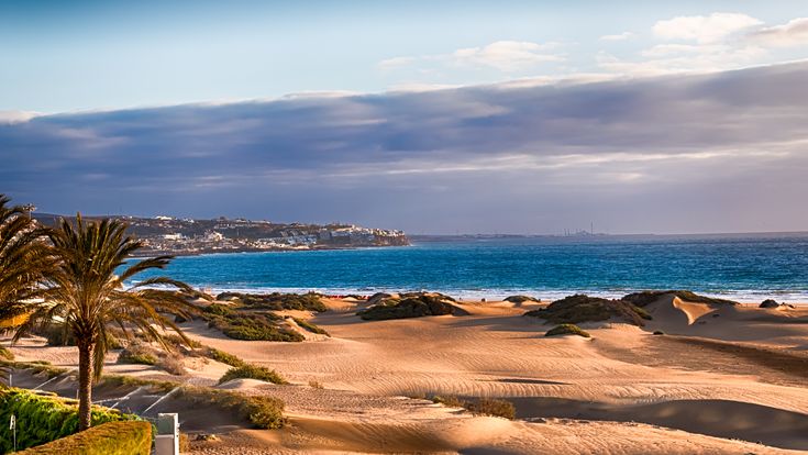 Blick über die Sanddünen, im Vordergrund eine Palme, im Hintergrund das blaue Meer und der blaue Himmel 