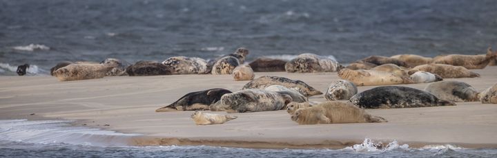 Seehunde beim Sonnen auf Borkum.