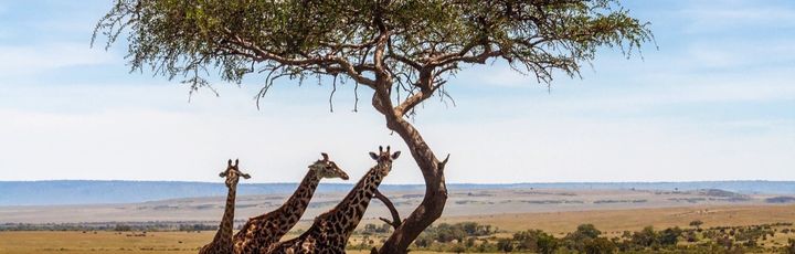 Drei Giraffen stehen friedlich unter einem Akazienbaum in der weiten Savanne, wahrscheinlich in einem Nationalpark in Afrika.