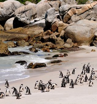 Pinguine am Kap der guten Hoffnung