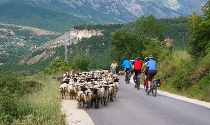 Schafherde und E-bike fahrer in Albanien
