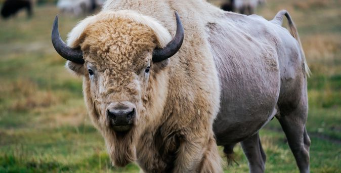 Ein Bison auf einem Feld schaut direkt in die Kamera