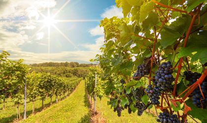 Sonnenuntergang über Weinberge mit Rotweintrauben