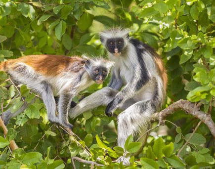 Äffchen auf Sansibar im Baum