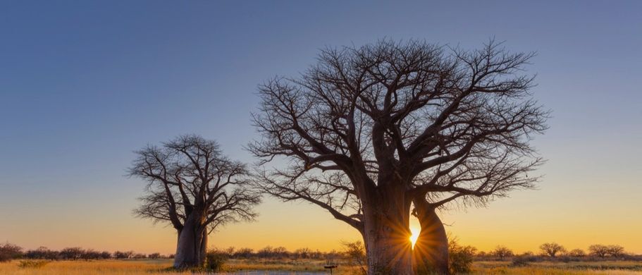 Baobab Baum