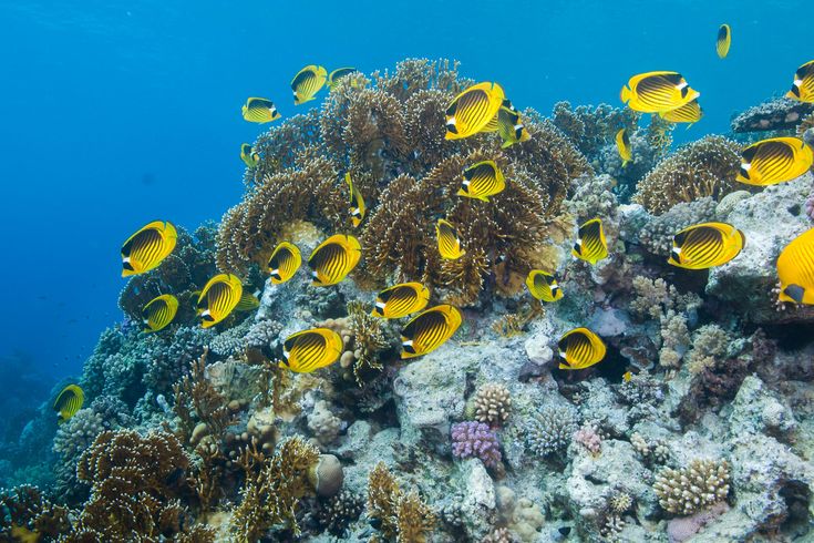 Ein Roter Meer Rassen-Schmetterlingsfisch schwimmt zwischen bunten Korallen in einem Unterwasserriff im Roten Meer.