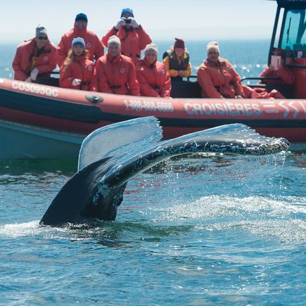 Camper Kanada Wohnmobil Reise Flosse eines Wals und Boot mit Touristen