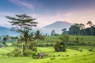 Reisterrassen bei Sonnenaufgang vor Vulkankulisse – Malerische Reisterrassen schlängeln sich durch die sattgrüne Landschaft vor dem majestätischen Mount Agung.