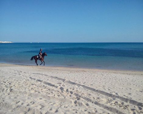 Sentido Phenicia-3