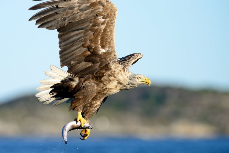 Ein Seeadler (oder Steinadler) mit ausgebreiteten Flügeln im Flug, dunkle Felsen im Hintergrund.