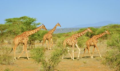 Eine Herde von Giraffen, darunter auch junge Tiere, steht in einer weiten, offenen Savanne im Krüger-Nationalpark, umgeben von trockener Vegetation.
