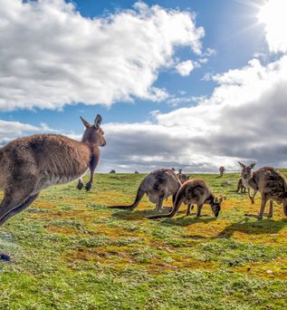Mehrere Kängurus kaufen auf einer Wiese in Australien
