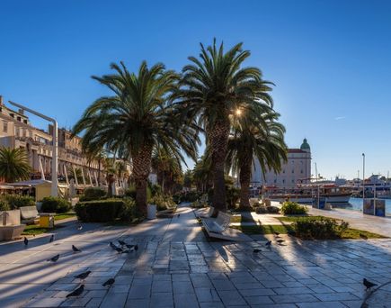 Palmen an der Hafenpromenade Riva 