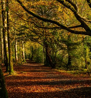 Hazelwood Forest, Co Sligo
