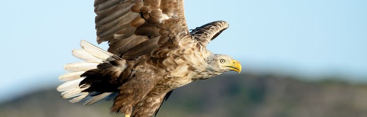 Ein Seeadler (oder Steinadler) mit ausgebreiteten Flügeln im Flug, dunkle Felsen im Hintergrund.