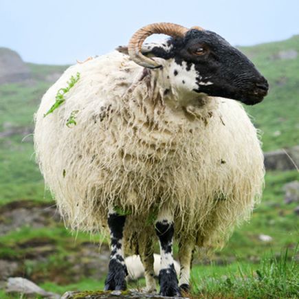 Irland Fluege