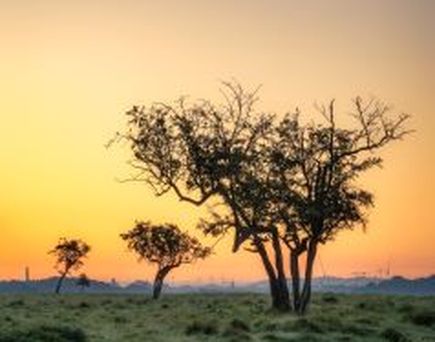 Ein einzelner Baum in einer weiten Graslandschaft bei Sonnenuntergang.