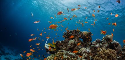  Unterwasseraufnahme eines lebendigen Korallenriffs mit vielen bunten Fischen und Sonnenlicht, das durch das klare Wasser dringt.