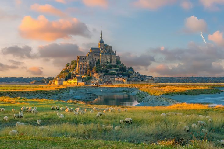 Blick auf Mont Saint Michel in der Normandie. Davor grüne Wiesen mit Schaafen.