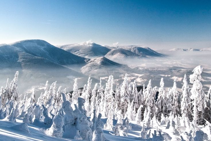 Schneebedeckte Baumwipfel Landschaft