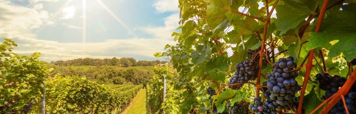 Weinberge