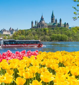 Ein buntes Tulpenfeld in Ottawa im Vordergrund des Lady-Dive-Ottawa-River, im Hintergrund ist das Parlamentsgebäude zu sehen