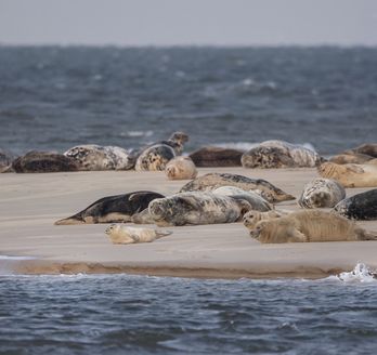 Seehunde beim Sonnen auf Borkum.