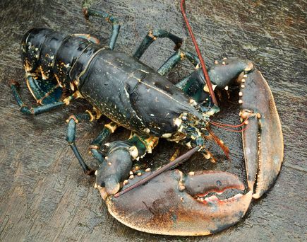Eine Platte mit Meeresfrüchten und anderen Speisen.
