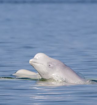 Beluga Wale im Meer