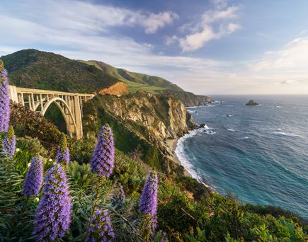 Eine Küstenlandschaft mit blühenden lila Blumen und einem Meerblick.
