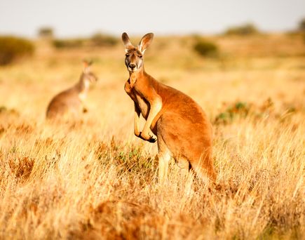Kängurus sind kein seltener Anblick im Outback