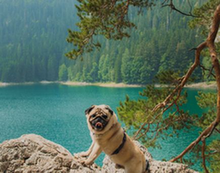 Ein Mops auf einem Stein mit einem See im Hintergrund.