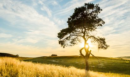 Ein einzelner Baum in einer weiten Landschaft bei Sonnenuntergang.