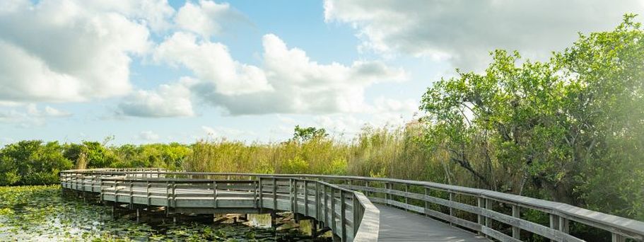 Florida Anihinga Trail Boardwalk