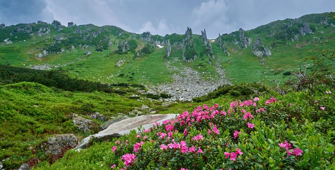 Zu sehen ist ein Teil der Karpaten: Im Vordergrund bunte Blumen und viel Grün, dahinter Felslandschaft mit Bergen.