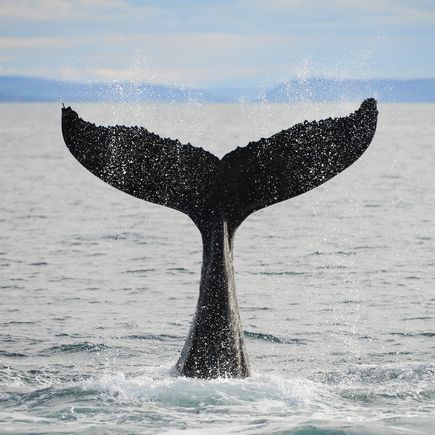 Bei Húsavik geht es auf Whalewatching-Tour